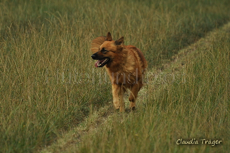 Harzer Fuchs / Bild 187 von 755 / 07.09.2019 15:18 / DSC_8888.JPG