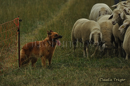 Harzer Fuchs / Bild 184 von 755 / 07.09.2019 15:45 / DSC_9336.JPG