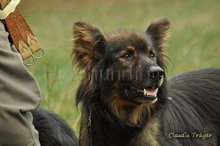 Harzer Fuchs / Bild 183 von 755 / 08.09.2019 14:13 / DSC_1888.JPG