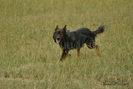 Harzer Fuchs / Bild 174 von 755 / 08.09.2019 14:39 / DSC_2322.JPG