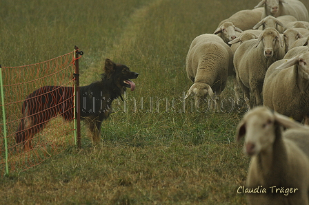 Harzer Fuchs / Bild 169 von 755 / 08.09.2019 15:00 / DSC_2714.JPG