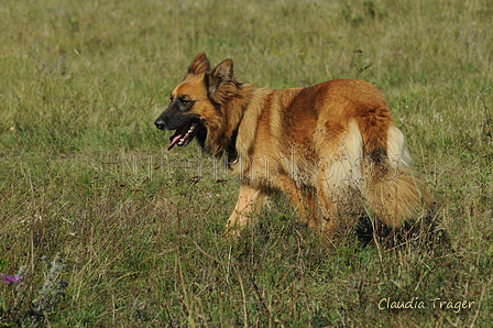 Hutehundfotos Harzer Fuchs Bild 17 Von 607