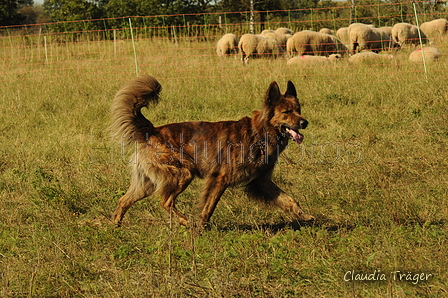 Harzer Fuchs / Bild 141 von 755 / 20.09.2020 14:40 / DSC_7381.JPG