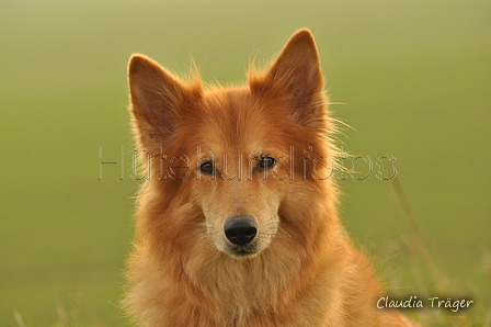 Harzer Fuchs / Bild 134 von 755 / 09.11.2020 15:22 / DSC_1652.JPG