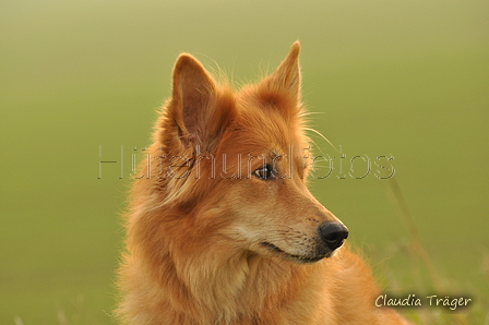 Harzer Fuchs / Bild 133 von 755 / 09.11.2020 15:22 / DSC_1654.JPG