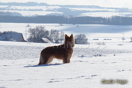 Harzer Fuchs / Bild 127 von 755 / 12.02.2021 14:40 / P1170175.JPG