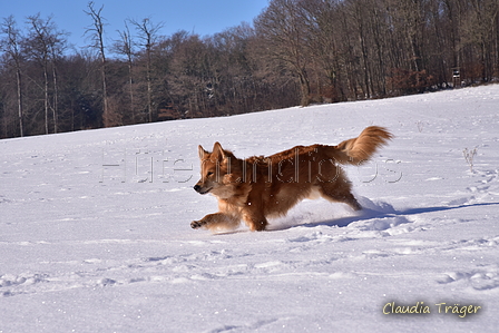 Harzer Fuchs / Bild 123 von 755 / 13.02.2021 12:04 / DSC_2964.JPG