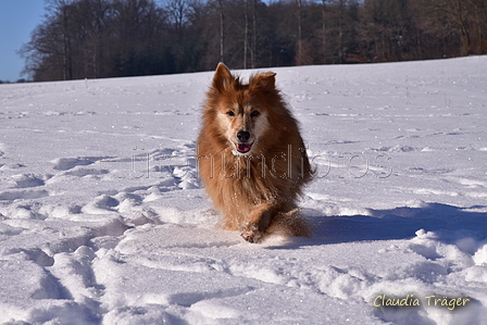 Harzer Fuchs / Bild 122 von 755 / 13.02.2021 12:09 / DSC_3003.JPG