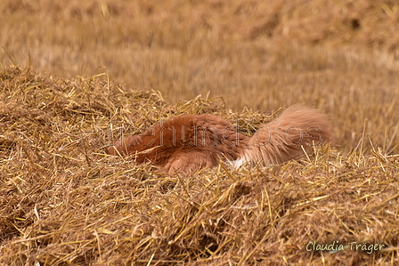 Harzer Fuchs / Bild 108 von 755 / 10.08.2021 15:07 / DSC_2817.JPG