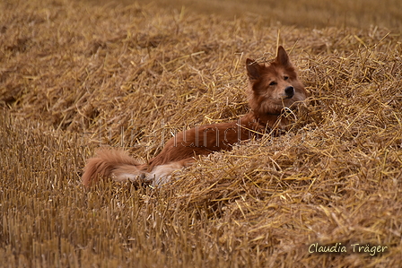 Harzer Fuchs / Bild 107 von 755 / 10.08.2021 15:09 / DSC_2823.JPG