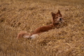 Harzer Fuchs / Bild 107 von 755 / 10.08.2021 15:09 / DSC_2823.JPG