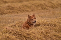 Harzer Fuchs / Bild 106 von 755 / 10.08.2021 15:39 / DSC_2875.JPG