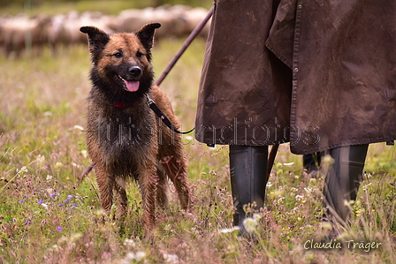 Harzer Fuchs / Bild 103 von 755 / 29.08.2021 11:37 / DSC_4006.JPG