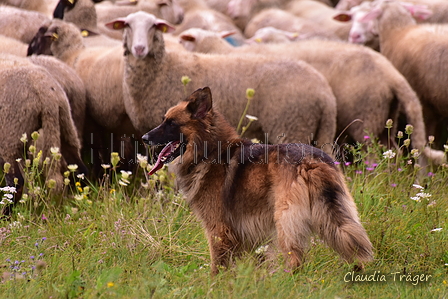 Harzer Fuchs / Bild 100 von 755 / 29.08.2021 12:26 / DSC_4443.JPG