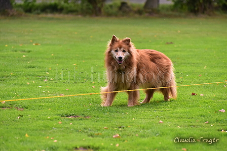 Harzer Fuchs / Bild 96 von 755 / 25.09.2021 09:59 / DSC_6523.JPG