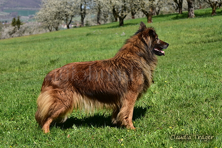 Harzer Fuchs / Bild 89 von 755 / 19.04.2022 13:45 / DSC_4283.JPG