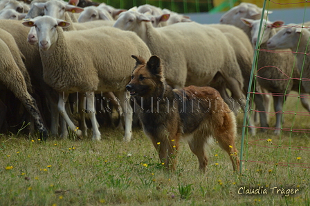 Harzer Fuchs / Bild 84 von 755 / 10.07.2022 10:13 / DSC_3406.JPG