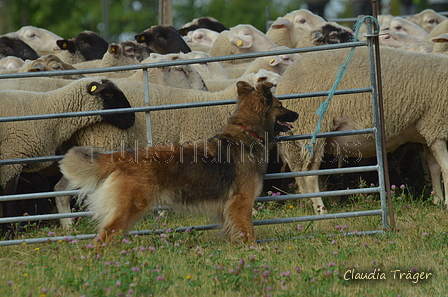 Harzer Fuchs / Bild 83 von 755 / 10.07.2022 10:16 / DSC_3497.JPG