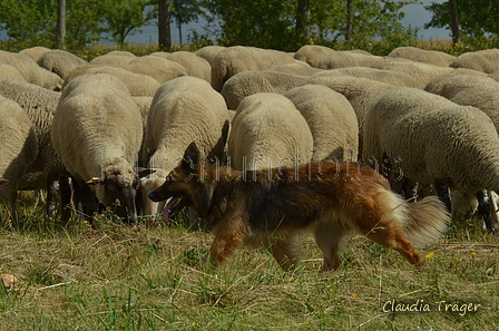 Harzer Fuchs / Bild 81 von 755 / 10.07.2022 10:20 / DSC_3648.JPG