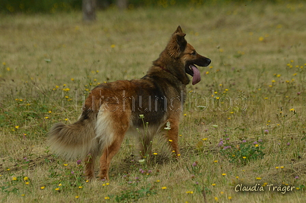 Harzer Fuchs / Bild 77 von 755 / 10.07.2022 10:24 / DSC_3759.JPG