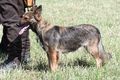 Harzer Fuchs / Bild 7 von 782 / 06.09.2026 14:56 / DSC_6019.JPG