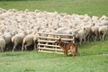 Vorschau von Bild 19 von 810