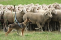 Vorschau von Bild 6 von 851