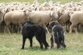 Strobel / Bild 17 von 335 / 12.09.2026 14:01 / DSC_8768.JPG