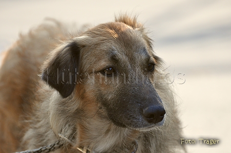 Westerwälder Kuhhund / Bild 44 von 47 / 02.10.2011 09:50 / DSC_4181.JPG