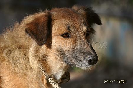 Westerwälder Kuhhund / Bild 41 von 47 / 02.10.2011 09:56 / DSC_4220.JPG