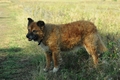 Westerwälder Kuhhund / Bild 11 von 47 / 20.09.2020 10:41 / DSC_4514.JPG