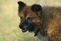 Westerwälder Kuhhund / Bild 10 von 47 / 20.09.2020 10:41 / DSC_4515.JPG