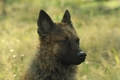 Westerwälder Kuhhund / Bild 8 von 47 / 20.09.2020 12:51 / DSC_6308.JPG