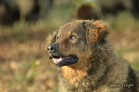 Westerwälder Kuhhund / Bild 1 von 47 / 06.11.2022 13:33 / DSC_2273.JPG