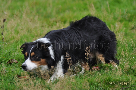 Border Collie / Bild 56 von 63 / 04.09.2011 12:40 / DSC_1414.JPG