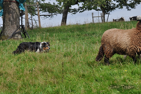 Border Collie / Bild 55 von 63 / 04.09.2011 14:08 / DSC_1704.JPG