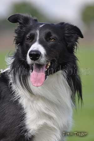 Border Collie / Bild 52 von 63 / 04.09.2011 16:00 / DSC_1891.JPG