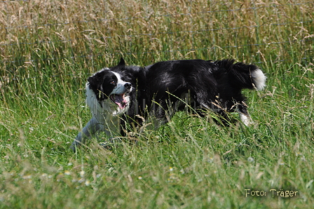 Border Collie / Bild 44 von 63 / 19.07.2014 15:44 / DSC_4975.JPG