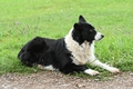 Border Collie / Bild 1 von 67 / 13.09.2026 12:16 / DSC_1368.JPG