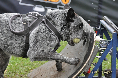 Australian Cattle Dog / Bild 20 von 24 / 29.07.2011 16:59 / DSC_6572.JPG