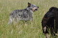 Australian Cattle Dog / Bild 17 von 24 / 19.07.2014 10:31 / DSC_3498.JPG