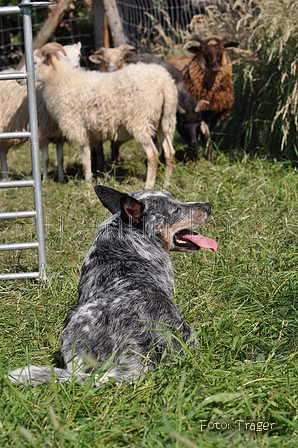 Australian Cattle Dog / Bild 3 von 24 / 19.07.2014 16:57 / DSC_5351.JPG