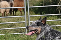 Australian Cattle Dog / Bild 2 von 24 / 19.07.2014 16:58 / DSC_5358.JPG
