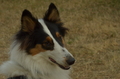 Collie / Bild 2 von 4 / 24.08.2025 11:49 / DSC_0701.JPG