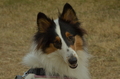 Collie / Bild 1 von 4 / 24.08.2025 11:49 / DSC_0703.JPG