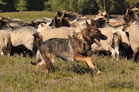 Deutscher Schäferhund / Bild 39 von 41 / 22.08.2015 10:02 / DSC_2883.JPG