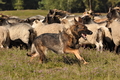 Deutscher Schäferhund / Bild 39 von 41 / 22.08.2015 10:02 / DSC_2883.JPG