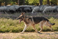 Deutscher Schäferhund / Bild 35 von 41 / 22.08.2015 10:05 / DSC_2964.JPG