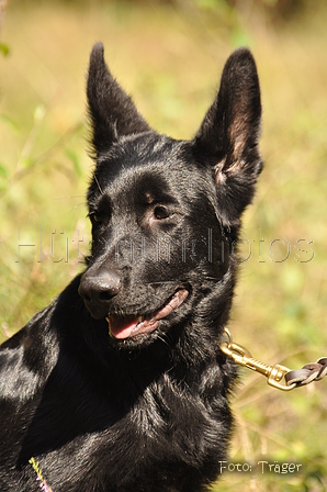 Deutscher Schäferhund / Bild 30 von 41 / 22.08.2015 13:07 / DSC_3990.JPG