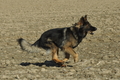Deutscher Schäferhund / Bild 4 von 41 / 24.03.2019 15:53 / DSC_5655.JPG